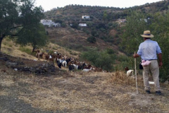 herder-Pepe