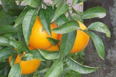 levensinspiratiesinaasappels gezondheid